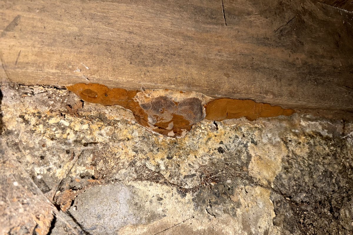 Foyer de Donkioporia expansa découvert grâce à la détection canine