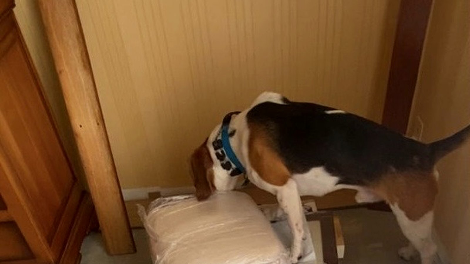 Chien détecteur inspectant un lit à la recherche de punaises de lit
